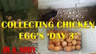 Collecting Chicken Egg's ''Day 3'' JR & ABBY
