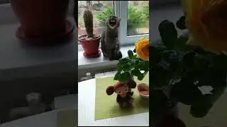 Funny cat plays around🤪😍😜 #animals #pets #funnyvideo #cat