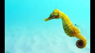 МОРСКОЙ КОНЕК Рыбки Морские коньки