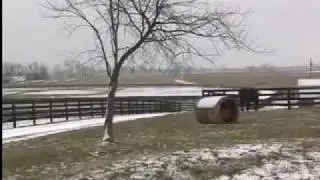 Study Horses in the Horse Capital of the World