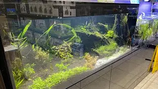 Аквариум в зоомагазине