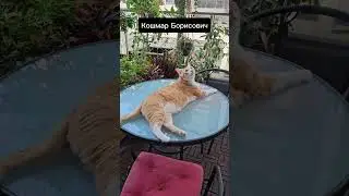 Кошмар Борисович 🧡