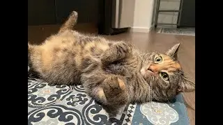 The way her little body wobbles after the spins 😭 #shorts #viral #trending #cats #cat #cute #funny