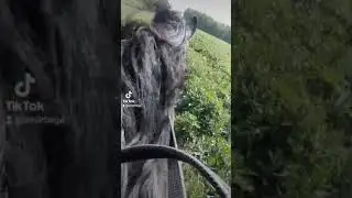 Галоп на Амиире
