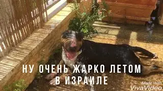 Ну очень жарко в Израиле #бультерьер #собака #dog #bullterrier #pets #собаки #жара #fyp #viralvideo