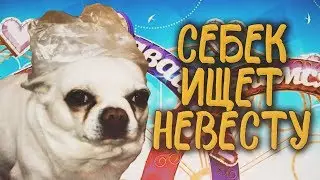 Себек ищет невесту