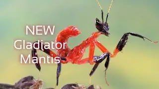 NEW insect the Gladiator mantis review〡The Ants: Underground Kingdom
