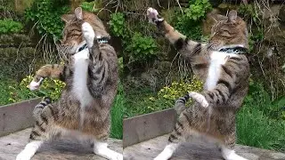 African Of Cat Dance / Afrikalı Kedi Dansı