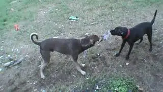 big dogs doing what big dogs do