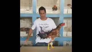 тренировка дакан хороз #дакан #хороз #ошамо #карески #узбек