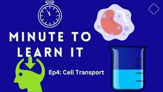 Minute to Learn It | Ep 4: Cell Transport