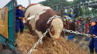 Revolutionary Cow Farming Technology Automatic Smart Cowshed