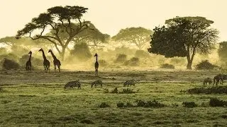 Going on a safari in East Africa | Traveling to Kenya and Tanzania | KILROY