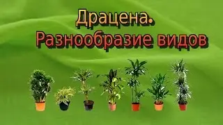 Dracaena. Variety of species of dracaena.
