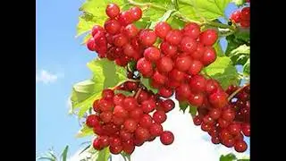Варення з калини.