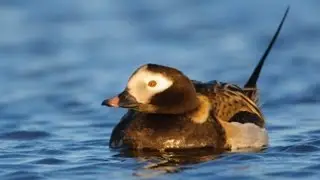 Voices: Long-tailed Duck