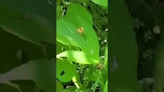 Backyard bug hunt - orbweaver spider creating web