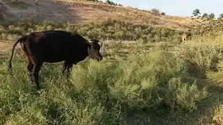🧅Piyozga  bargidan🔥 ozuqa berdik🧅 (pamidor)