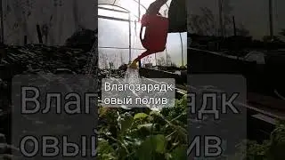 Влагозарядковый полив земляники в теплице. 