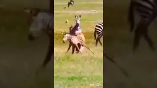 lion attack beby zebra #video #viral #animals #youtubevideo