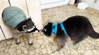 Raccoon Gora swears at Timofey and throws him out of the house while Pikachu sleeps