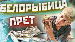 РЫБАЛКА НА КУБАНИ.КАРАСЬ,ЛЕЩ, ПЛОТВА,ГУСТЕРА,СОМ.ГОТОВЛЮ СОМА НА КОСТРЕ.