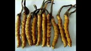 Купить Кордицепс Тяньши
