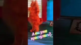 Кошки.доброе утро#приколы