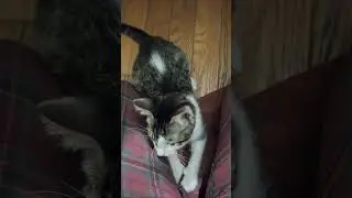fun with pull strings