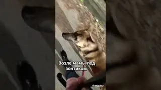 🐶😽 Джеки и Барсик #silvervlog #рекомендация #приколысживотными #собачки #котики #shorts