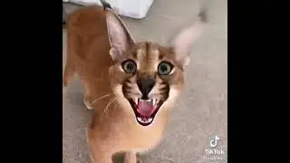 Big Floppa Song