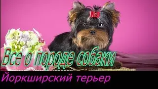 Йоркширский терьер описание породы! Все о породе собаки!
