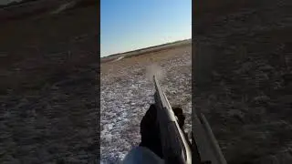 A well-aimed shot at a hare. 
