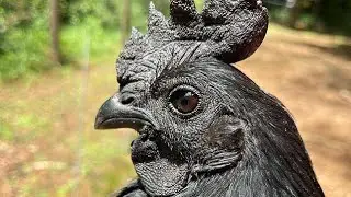 Galinha Ayam Cemani - Famosa por ser completamente preta
