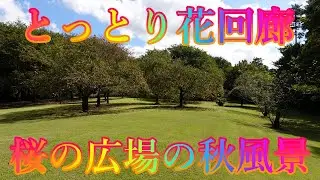 秋の香り散策 10月13日 日曜 晴れ オータムフェスティバル とっとり花回廊 桜の広場の秋風景 日本 鳥取県西伯郡南部町鶴田 ジャングルドーム @WalkingYoshi