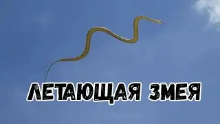 Летающая змея