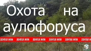 Aulophorus. Dero furcata, Aulophorus where to find. Aulophorus in the wild. How to get Aulophorus...