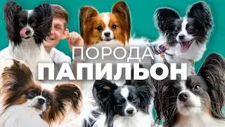 ВСЕ о породе ПАПИЛЬОН 🐾 ПАПИЙОН Плюсы и минусы, Дрессировка, История, континентальный той спаниель 📚