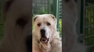 Мой любимый Мишутка🐻 #alabai