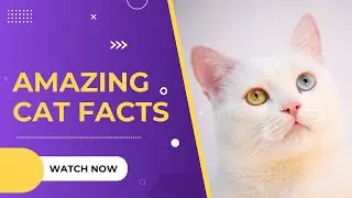 Amazing Cat Facts You Didn't Know #catday #internationalcatday