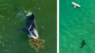Bird Drops a Surprise on Great White Shark & More Incredible Observations.