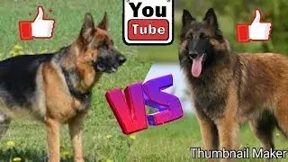 Немецкая овчарка против Малинуа. German Shepherd against Malinois.