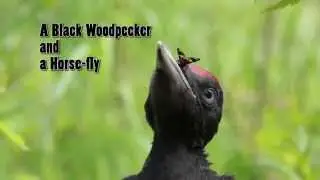A Horse-fly Eating A Young Black Woodpecker