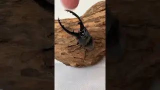 what is this ❓😲❓❓  || looks wild 🤯🤯🤯 what is insert or animals #guess #answertowin