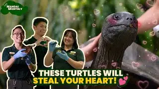 Who will capture your heart this World Turtle Day? 🐢💕