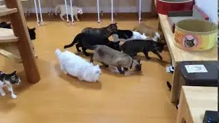 Curious Cats
