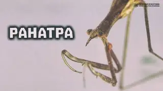 Странная помесь богомола и палочника. Ранатра в природе и в аквариуме // Clever Cricket