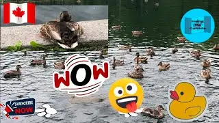 Wow 🇨🇦 Lots of Duck 🦢 @Parc Lafontaine #duck #canada #montreal