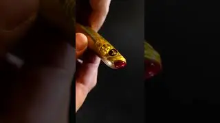 BONE RACEJET 130F I Snakehead Fishing in the Philippines