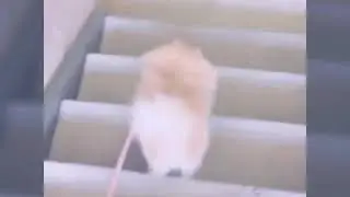Мимимишное видео !!